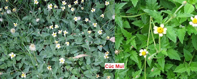 CÂY THUỐC TRỊ BỆNH THÔNG DỤNG - CÚC MUI