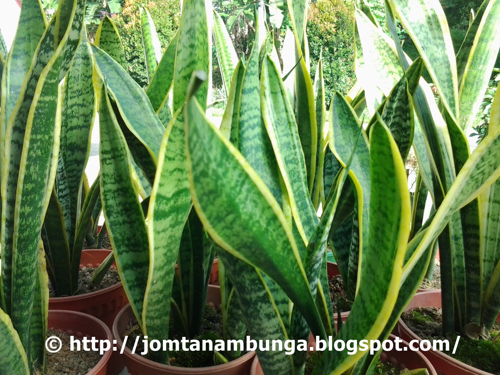 Jom Tanam Bunga: Pokok Lidah Mak Mentua