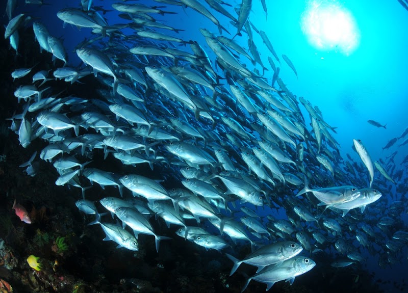 Info Terkini Ikan Pelagis Kecil, Keramik Dinding