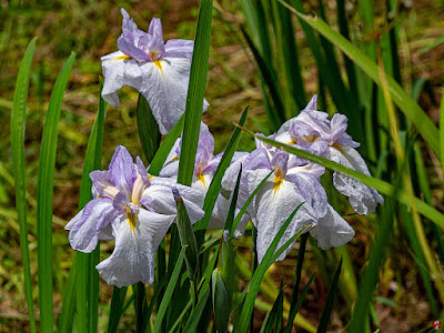 Ayame (iris) flowers: Ofuna Flower Center (Kamakura)