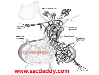 Anterior Pituitary and Posterior Pituitary image