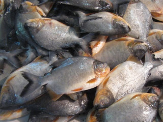  Jual  Ikan  Segar  BANDUNG Ikan  Bawal