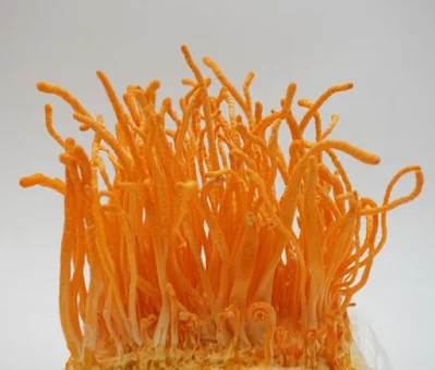 Cordyceps Mushroom Pure Culture Supplier Company in Tanzania