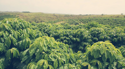 Budidaya Kopi Robusta, Budidaya Kopi Arabika