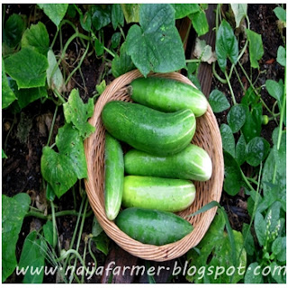 business plan on cucumber farming