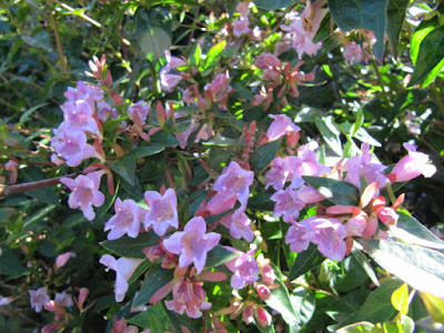 Abelia Edward Goucher grow and care