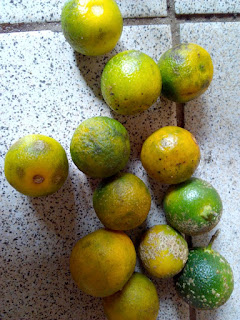 Calamansi fruits