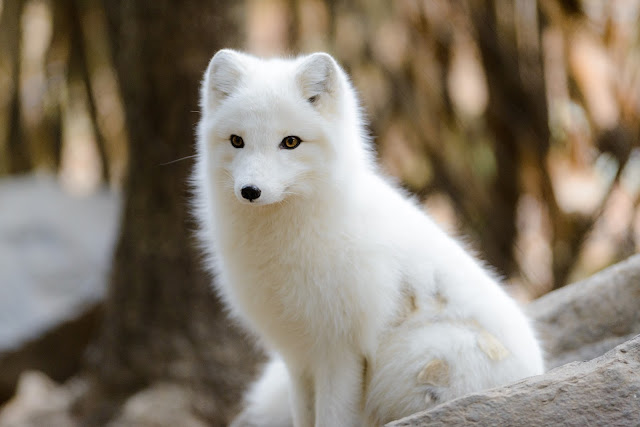 Arctic fox