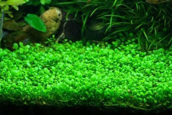 JENIS TANAMAN AQUASCAPE FOREGROUND