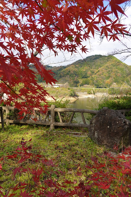 鳥取県西伯郡南部町下中谷 緑水湖 遊歩道 モミジの紅葉