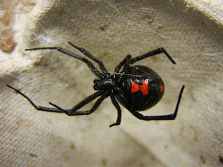 black widow spider pic