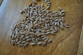wheat seeds, whole grain wheat