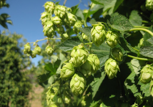 Cascade Hop Flowers at Star B Ranch