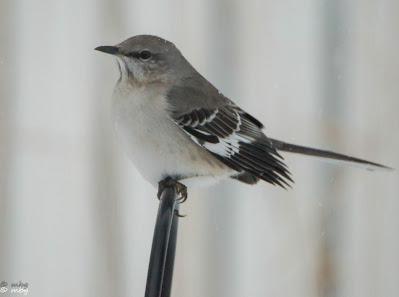 mockingbird photo by mbgphoto