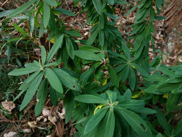 Daphne pseudomezereum