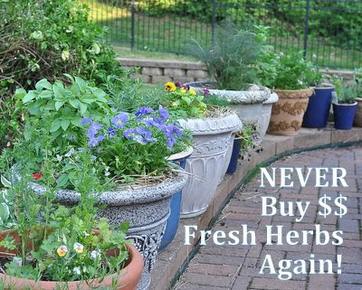 Fresh herbs are expensive to buy, simple to grow
