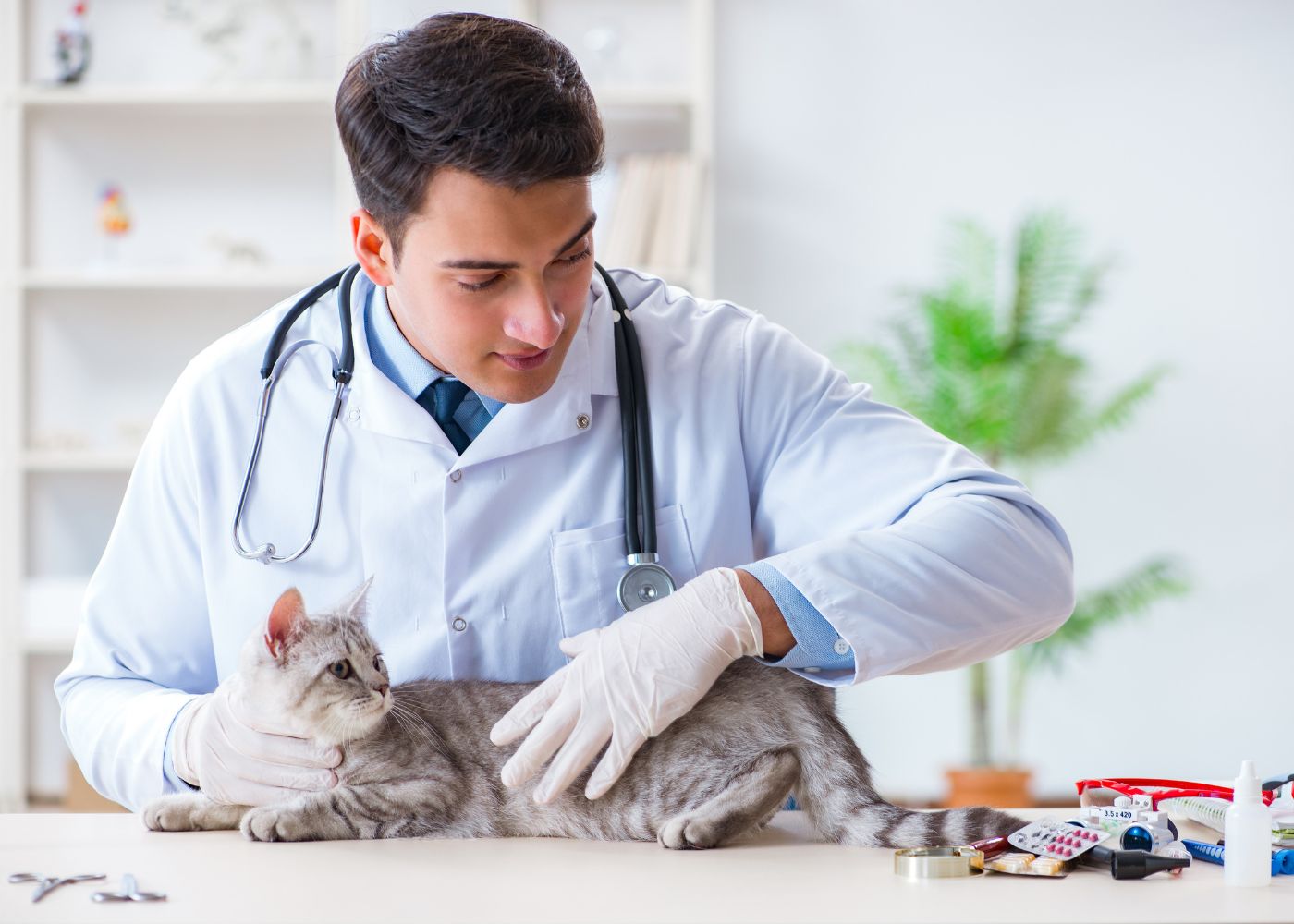 Vaccinations for cats