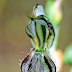 Pterostylis Excelsa