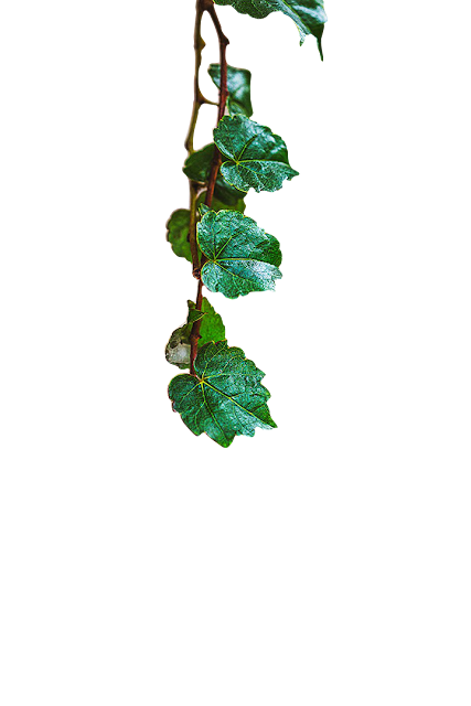 [ Enumcut ]  Ivy leaf Photo - Remove Background  From Image (Result Example)