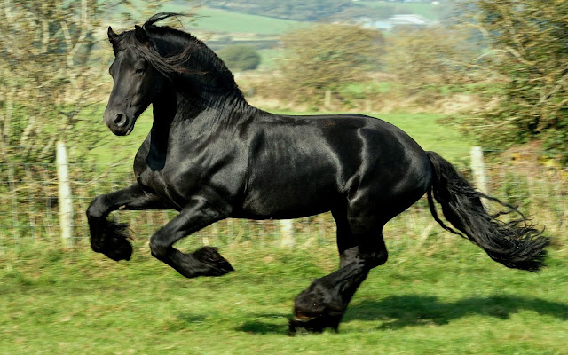 black wild horse running_wallpaper_hd