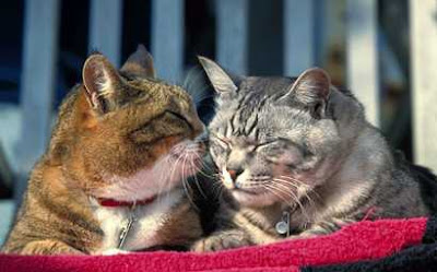 Cats gossip