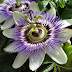 PASSION FLOWER (PASSIFLORA INCARNATA)