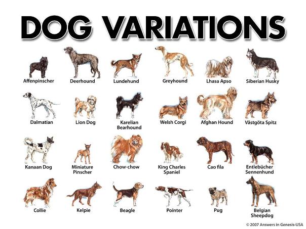 dog variations