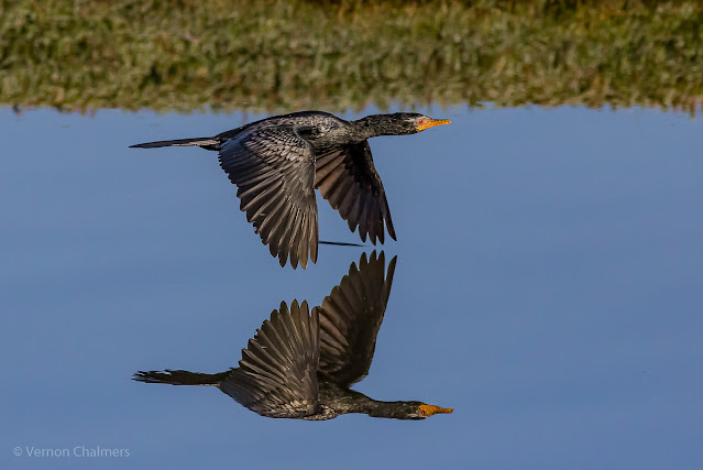 Mastering Birds in Flight Photography   Canon EOS / EOS R AF System Application