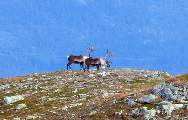 norefjell ranten stolpejakt tempelseter raudmyr