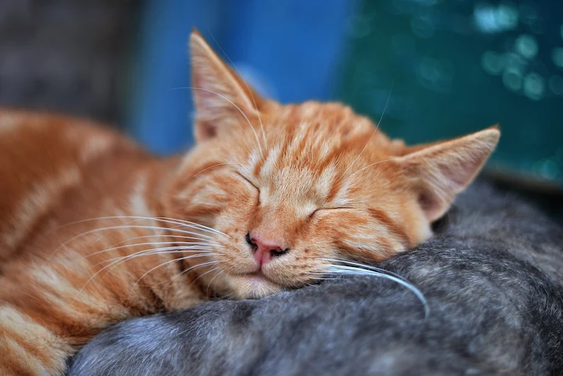 Por-Que-os-Gatos-Dormem-Tanto blog-comunicat comunicat oficial gatos cats felinos