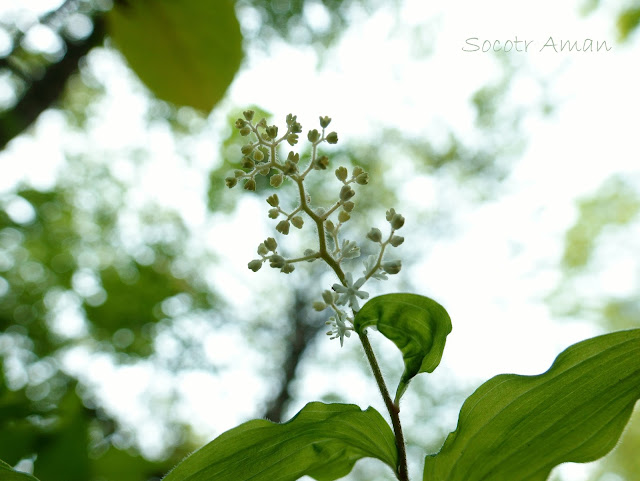 Maianthemum japonicum