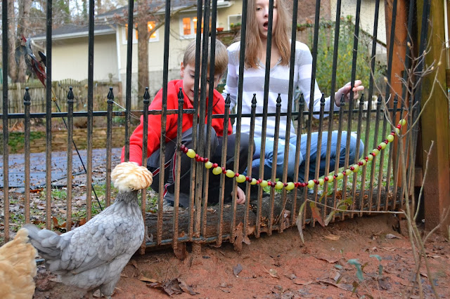 backyard chickens, chicken treats, http://growingdays.blogspot.com