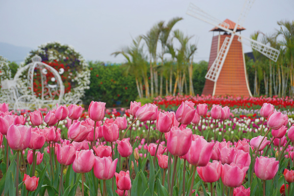 台中后里中社花市鬱金香和百合花爭奇鬥艷，各色花海美翻天超欠拍