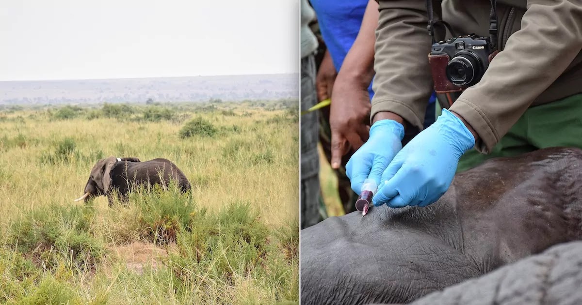 The Number Of Kenyan Elephants Has Doubled In Just 30 Years After A Crackdown On Poaching