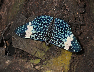 Mariposa chasqueadora rojiza (Hamadryas amphinome)