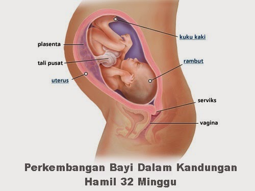 Perkembangan bayi dalam kandungan hamil 32 minggu, perkembangan fetus bayi ibu mengandung 32 minggu, wanita hamil mengandung 7 bulan trimester tiga, tanda mengandung usia 32 minggu, keadaan ibu mengandung 32 minggu, cara mengandung, gambar janin bayi fetus 32 minggu, pakaian dan diet pemakanan ibu mengandung, cara jaga kandungan hamil