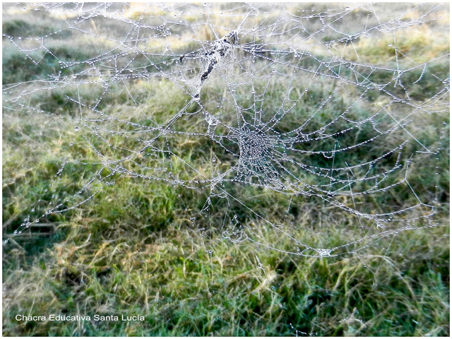 Las gotitas del rocío adornan las telas de araña- Chacra Educativa Santa Lucía