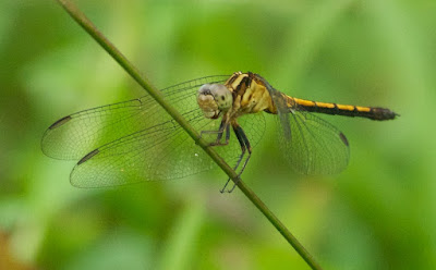 Orthetrum glaucum (teneral f?)