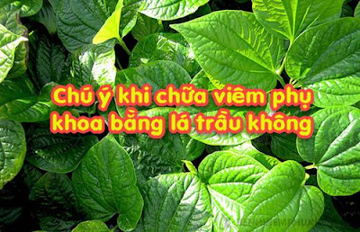 Chữa viêm phụ khoa bằng lá trầu không