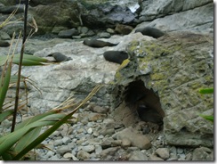 Seals Napping