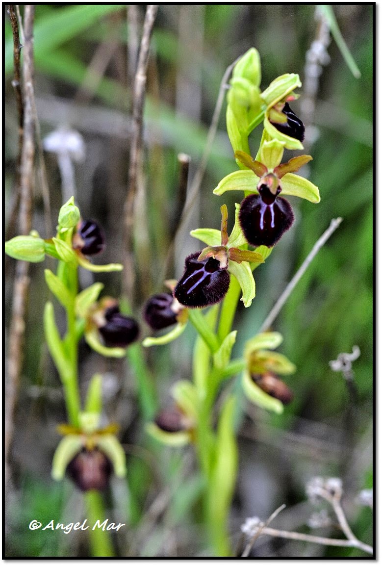 Ver Imagenes De Flores De Orquideas - flor de orquídea Descargar Fotos gratis Freepik