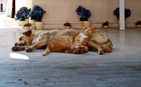 A encantadora e inusitada amizade entre cães e gatos