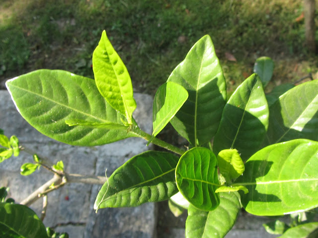 Foglie Gardenia