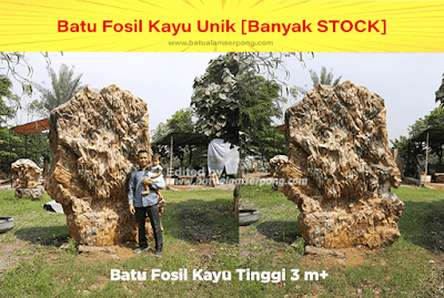 batu fosil termahal diindonesia