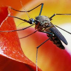 Vector Borne Disease Infection from Dengue Virus