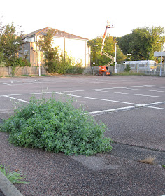 White Melilot, Melilotus albus, in Hayes Station car park.  18 September 2011.