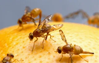 Cara Ampuh Membasmi Lalat Buah Tanpa Pestisida