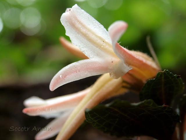 Goodyera biflora