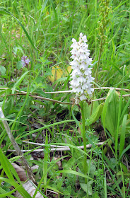 Common spotted orchid, Dactylorhiza fuchsii; a white-flowered example. Behind it to the right, a common twayblade, Neottia ovata. High Elms Country Park, 9 June 2011.  Orchid walk led by Terry Jones of Bromley Countryside Services.
