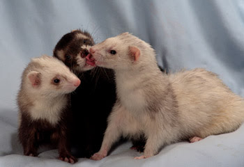 Pet Ferrets